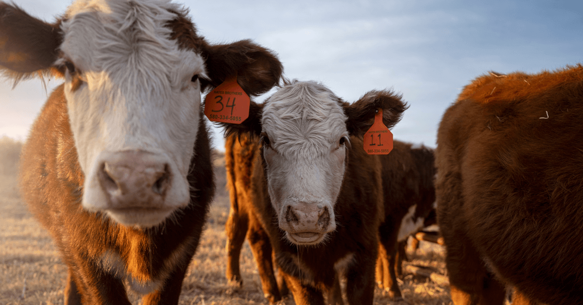 Featured Image for How to Determine Cow-Calf Pairs For Pasture Land